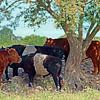 Groupe de vaches debout sous un arbre (photo éditée) sur Wieland Teixeira