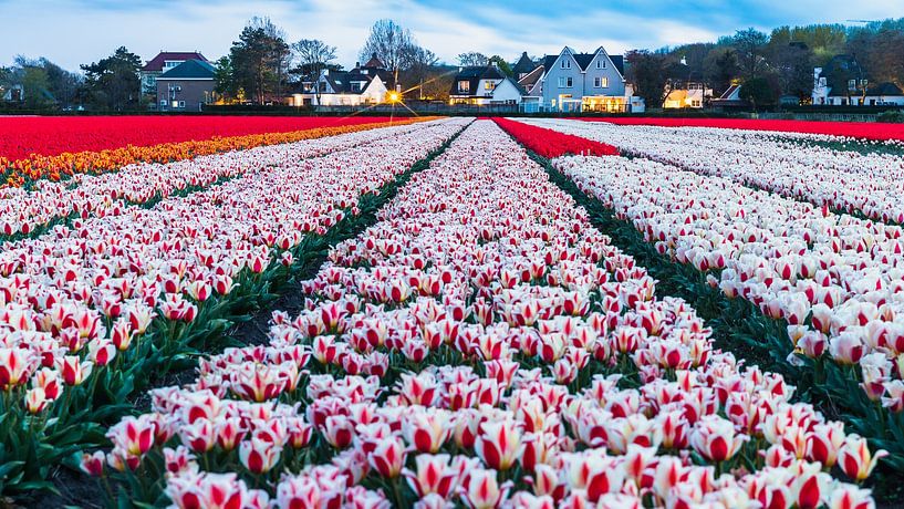 Colorful field of flowers in Noordwijk by Yanuschka | Fotografie Noordwijk