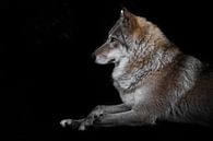 Porträt einer schönen Wölfin, die mit gekreuzten Beinen in der Dunkelheit sitzt. von Michael Semenov Miniaturansicht