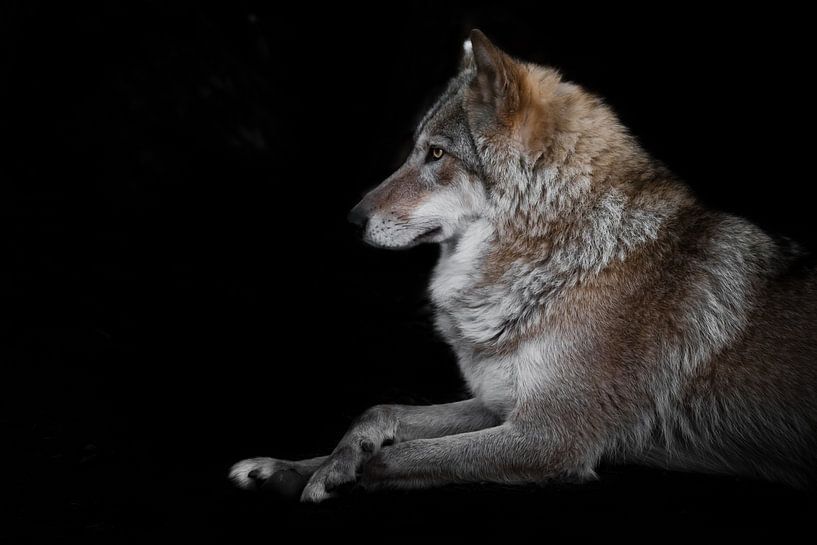 Portrait d'une belle louve, assise dans l'obscurité, les jambes croisées. par Michael Semenov