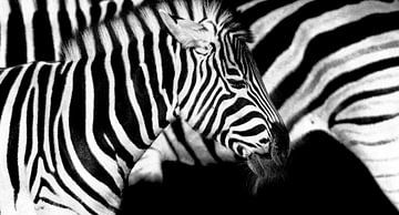 Stripes within stripes by Ken Kühlbrandt