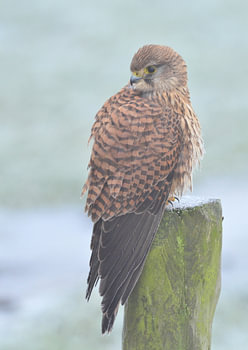 Torenvalk in de mist