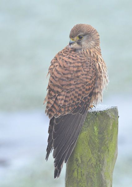 Kestrel in the fog by Ruud Scherpenisse