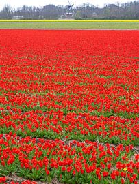 Champ de tulipes avec moulin