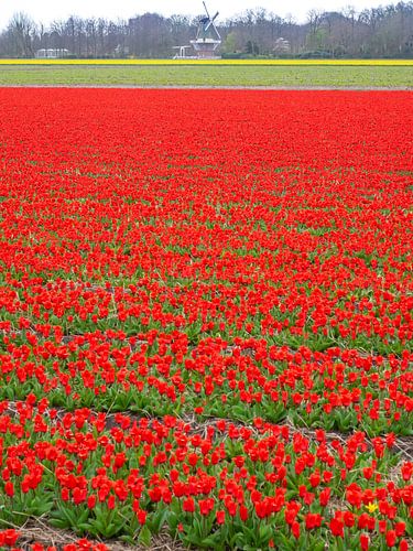 Tulip field with mill