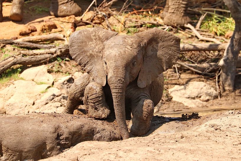 Elephant Baby 2928 by Barbara Fraatz