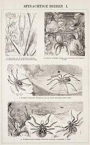 Gravure vintage Animaux de type araignée I