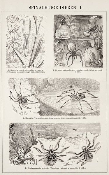 Vintage-Gravur Spinnenartige Tiere I von Studio Wunderkammer