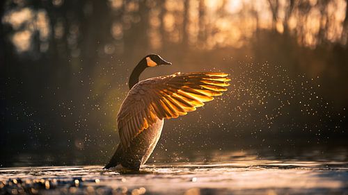 Goose with wings forward in golden hour