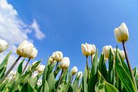 Witte tulpen van onderen tijdens de lente van Sjoerd van der Wal Fotografie thumbnail