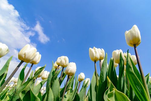 Witte tulpen van onderen tijdens de lente
