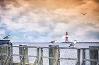 Zeemeeuwen in Warnemünde