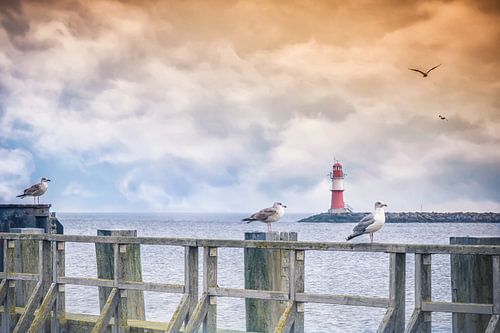 Möwen in Warnemünde