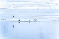 zeehonden bij Jökulsárlón