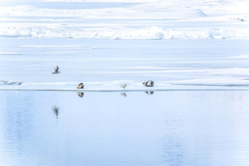 zeehonden bij Jökulsárlón van Jo Pixel