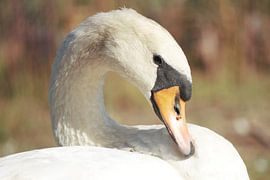 Wilder Schwan von Leon Saanen