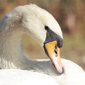 Wilder Schwan von Leon Saanen