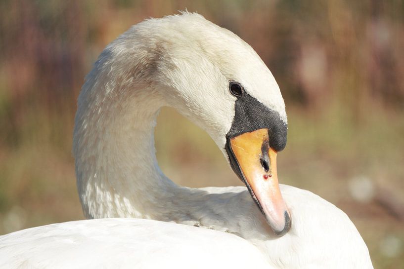 Wild Swan by Leon Saanen
