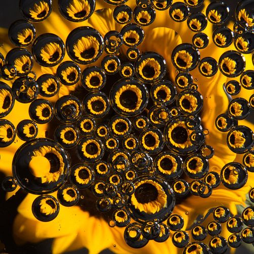 Ambiance estivale : tournesol jaune à travers les gouttes (carré)