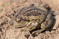 Vrouwelijke knoflookpad by Frank Heinen thumbnail