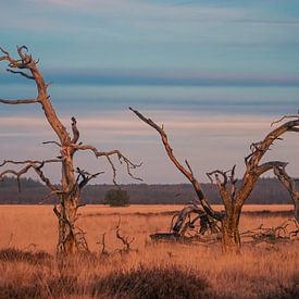 dancing trees on the savannah van Elvira Werkman