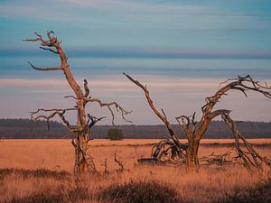 des arbres qui marchent dans la savane