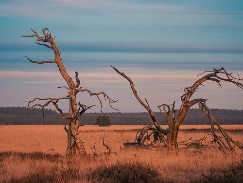 dancing trees on the savannah