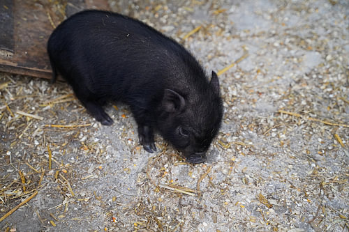 Mini biggetje bij zijn eerste uittocht op de boerderij.