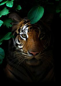 Ein Tiger im Schatten von Bert Hooijer