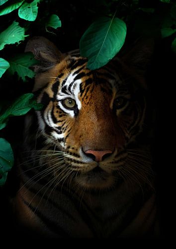 Ein Tiger im Schatten