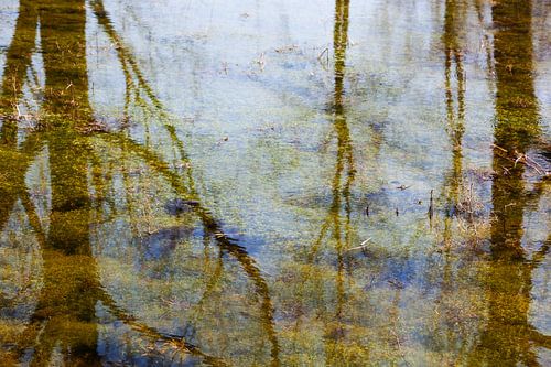 Bomen reflecties in stilstaand water met waterplanten