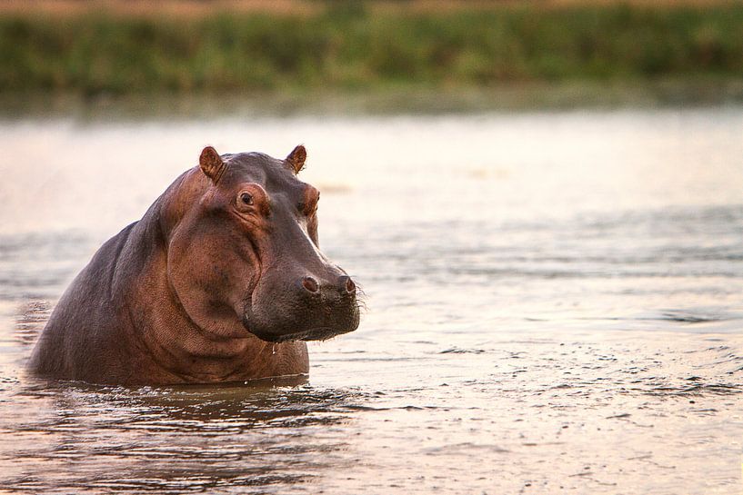 Nijlpaard in de rivier van Geke Woudstra