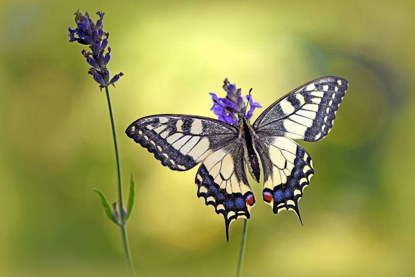 Swallowtail by Wiltrud Schwantz
