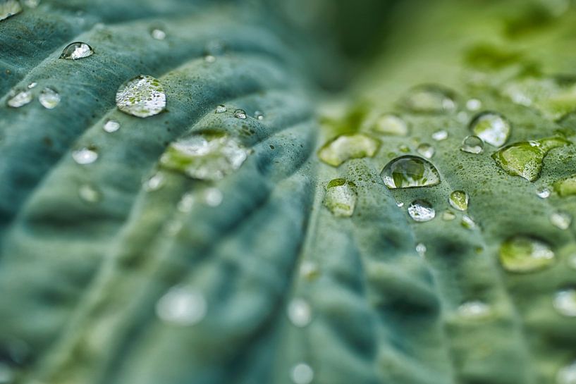 Makrofoto von Tropfen auf einem Blatt von einem Hosta von Cor de Hamer