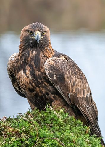 Buizerd