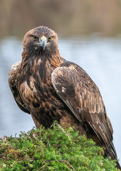 Bussard von Lies Bakker