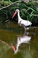 Storch im Fluss