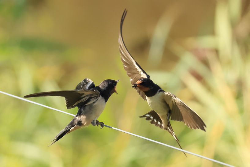 Swallows by Rinnie Wijnstra (FotoAmeland )