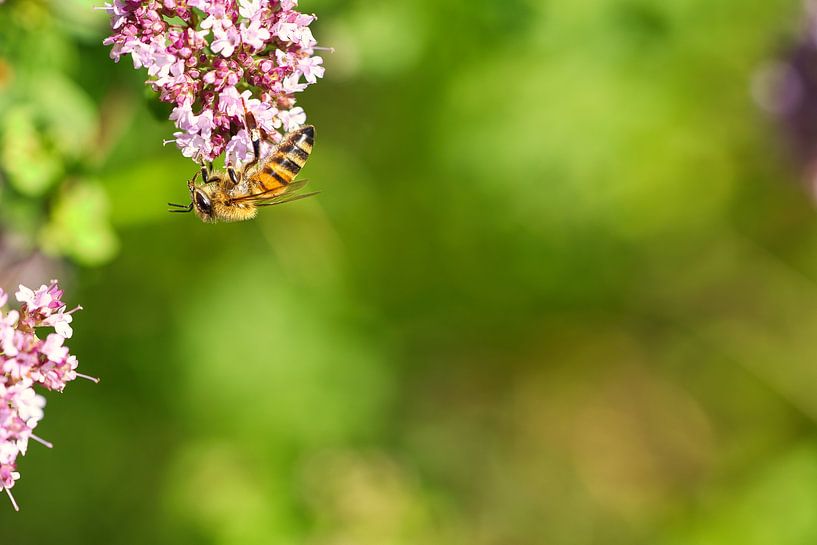Abeille sur une fleur en train de récolter du nectar par Martin Köbsch