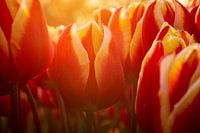 Red and yellow tulips in the evening light