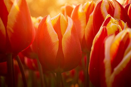 Red and yellow tulips in the evening light