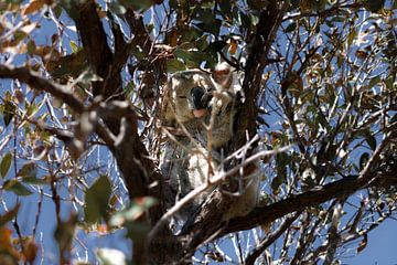Wilde koala zittend in een boom in Australië van Kirsten van der Zee