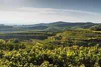 Vignobles près de Ihringen dans le Kaiserstuhl