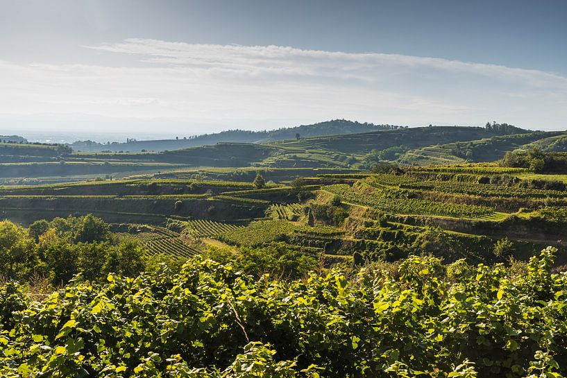 Weinberge bei Ihringen am Kaiserstuhl von Conny Pokorny