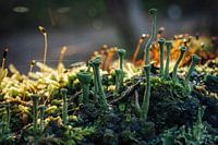 Mushroom formation on tree trunk .
