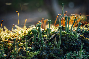Mushroom formation on tree trunk .