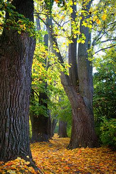 Herfst in het  Inselpark in Regensburg, Duitsland van Truus Nijland