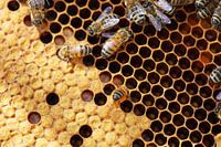 Nahaufnahme einer Bienenwabe mit Bienen