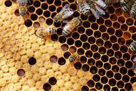 Gros plan sur un nid d'abeille avec des abeilles sur Udo Herrmann