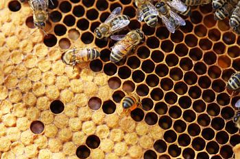 Gros plan sur un nid d'abeille avec des abeilles